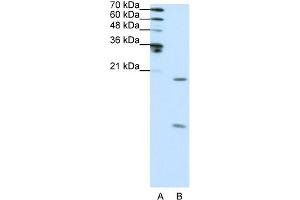 WB Suggested Anti-SNRPF Antibody Titration:  0. (SNRPF antibody  (N-Term))