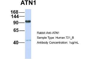 Host: Rabbit Target Name: ATN1 Sample Type: 721_B Antibody Dilution: 1. (Atrophin 1 antibody  (N-Term))