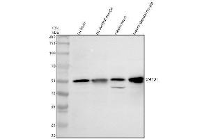 Western blot analysis of SMYD1 using anti-SMYD1 antibody (ABIN7825809).