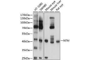 Western blot analysis of extracts of various cell lines, using NTM antibody (ABIN6129062, ABIN6144897, ABIN6144898 and ABIN6224849) at 1:1000 dilution. (Neurotrimin antibody  (AA 30-316))