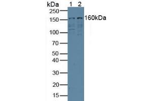Figure. (EIF6 antibody  (AA 622-848))