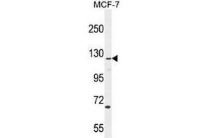 CASKIN2 Antibody (Center) western blot analysis in MCF-7 cell line lysates (35µg/lane). (CASKIN2 antibody  (Middle Region))
