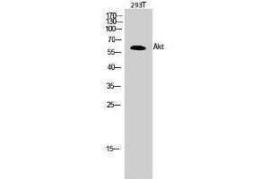 Western Blotting (WB) image for anti-V-Akt Murine Thymoma Viral Oncogene Homolog 1 (AKT1) (Ser13) antibody (ABIN3173738) (AKT1 antibody  (Ser13))