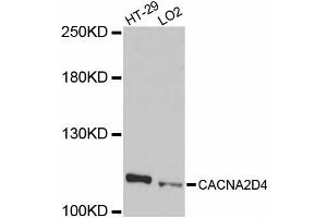 Western blot analysis of extracts of various cell lines, using CACNA2D4 antibody. (CACNA2D4 antibody)