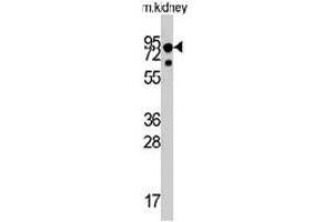 Western blot analysis of NTRK1 polyclonal antibody  in mouse liver tissue lysates (35 ug/lane). (TRKA antibody  (Internal Region))