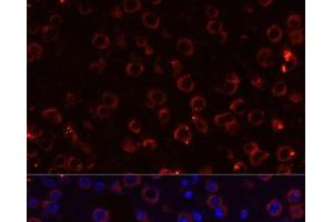 Immunofluorescence analysis of Mouse brain using MEGF10 Polyclonal Antibody at dilution of 1:100. (MEGF10 antibody)