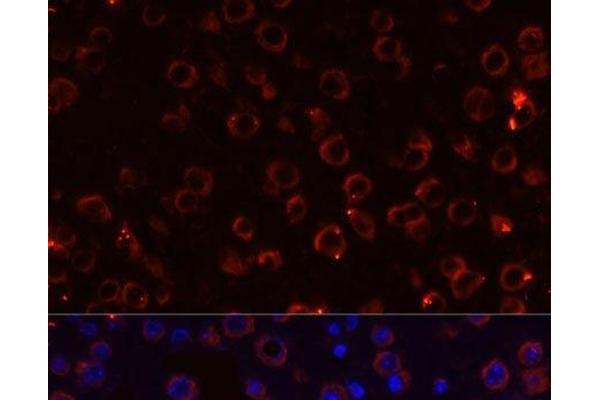 MEGF10 antibody