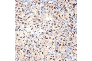 Immunohistochemistry of paraffin-embedded rat ovary using CDC40 Rabbit mAb (ABIN7266255) at dilution of 1:100 (40x lens).