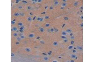 IHC-P analysis of Mouse Tissue, with DAB staining. (IFNA8 antibody  (AA 24-189))