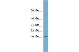 WB Suggested Anti-NOLA3  Antibody Titration: 0. (Nop10 antibody  (Middle Region))