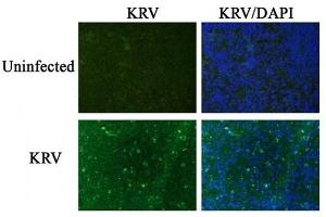 Image kindly submitted by Dr. (Krv-Vp1/Krv-Vp2 (AA 501-582) antibody)