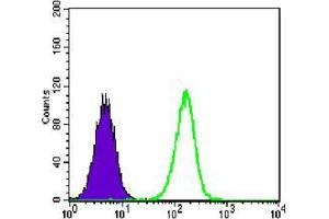 Flow cytometric analysis of A549 cells using anti-TCF3 mAb (green) and negative control (purple). (TCF3 antibody)