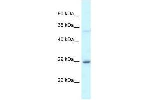 Western Blot showing EIF6 antibody used at a concentration of 1 ug/ml against Fetal Liver Lysate (EIF6 antibody  (C-Term))