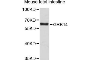 Western blot analysis of extracts of human fetal intestine, using GRB14 antibody (ABIN1872884).
