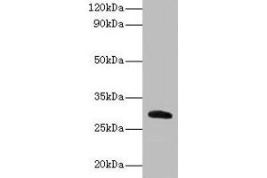 Western blot All lanes: Cela2a antibody at 2 μg/mL + Recombinant Chymotrypsin-like elastase family member 2A protein 0. (CELA2A antibody  (AA 31-271))