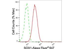anti-SRY (Sex Determining Region Y)-Box 1 (SOX1) antibody