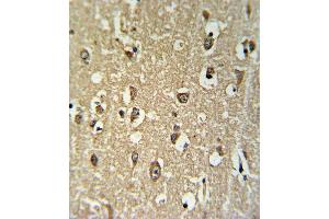 CHRNA3 Antibody (N-term) (ABIN651212 and ABIN2840133) IHC analysis in formalin fixed and paraffin embedded brain tissue followed by peroxidase conjugation of the secondary antibody and DAB staining. (CHRNA3 antibody  (N-Term))