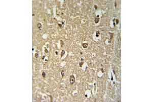 CHRNA3 Antibody (N-term) (ABIN651212 and ABIN2840133) IHC analysis in formalin fixed and paraffin embedded brain tissue followed by peroxidase conjugation of the secondary antibody and DAB staining.