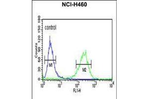 Flow cytometric analysis of NCI-H460 cells (right histogram) compared to a negative control cell (left histogram). (PISD antibody  (AA 223-250))