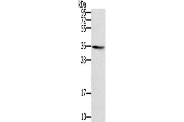 SNX11 antibody