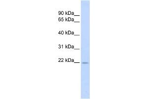WB Suggested Anti-TNFSF18 Antibody Titration:  0.