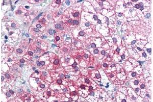 Human Adrenal (formalin-fixed, paraffin-embedded) stained with AXIN1 antibody ABIN351463 at 3. (Axin antibody  (AA 850-862))