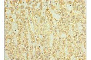 Immunohistochemistry of paraffin-embedded human adrenal gland tissue using ABIN7160782 at dilution of 1:100 (SGSH antibody  (AA 273-502))