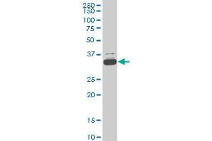 TAF11 monoclonal antibody (M01), clone 3D3 Western Blot analysis of TAF11 expression in Hela S3 NE . (TAF11 antibody  (AA 158-210))