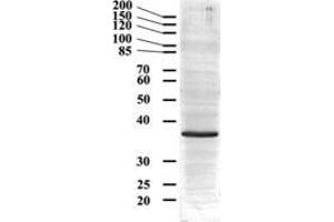 ABIN185543 (0. (GAPDH antibody  (Internal Region))