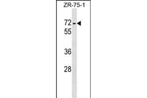 ZKSCAN1 antibody  (AA 238-265)