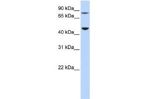 WB Suggested Anti-DPH2 Antibody Titration: 0. (DPH2 antibody  (N-Term))