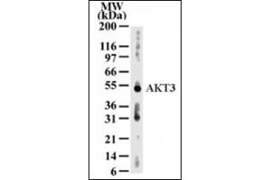 Western Blotting (WB) image for anti-V-Akt Murine Thymoma Viral Oncogene Homolog 3 (Protein Kinase B, Gamma) (AKT3) (AA 119-136) antibody (ABIN302246) (AKT3 antibody  (AA 119-136))