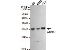 Western blot detection of WDR77 in C6,3T3 and K562 cell lysates using WDR77 mouse mAb (1:1000 diluted). (WDR77 antibody)