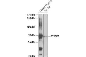 Western blot analysis of extracts of various cell lines, using STXBP2 antibody (ABIN6129717, ABIN6148676, ABIN6148678 and ABIN6223673) at 1:1000 dilution. (STXBP2 antibody  (AA 1-280))