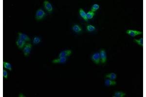 Immunofluorescence staining of HepG2 cells with ABIN7149970 at 1:100, counter-stained with DAPI. (DPEP1 antibody  (AA 23-252))