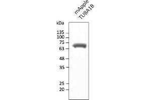 Western Blotting (WB) image for anti-mApple Fluorescent Protein antibody (ABIN7273083) (mApple Fluorescent Protein antibody)