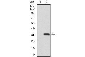 Western blot analysis using RAG1 mAb against HEK293 (1) and RAG1 (AA: 818-868)-hIgGFc transfected HEK293 (2) cell lysate.