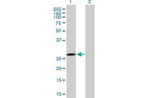 Western Blot analysis of PTTG1 expression in transfected 293T cell line by PTTG1 MaxPab polyclonal antibody. (PTTG1 antibody  (AA 1-202))