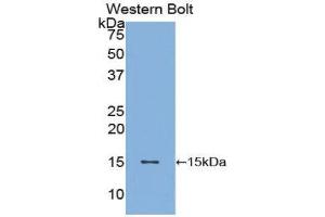Western Blotting (WB) image for anti-Brain-Derived Neurotrophic Factor (BDNF) (AA 128-247) antibody (ABIN3209750) (BDNF antibody  (AA 128-247))