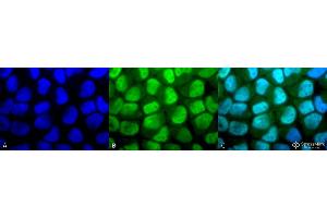 Immunocytochemistry/Immunofluorescence analysis using Rabbit Anti-Methylated Lysine Polyclonal Antibody . (Lysine (lys) (methylated) antibody (Biotin))
