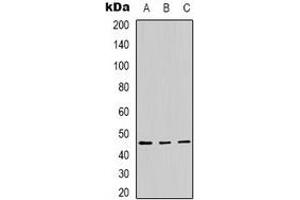 Western blot analysis of Panopsin expression in Hela (A), A431 (B), mouse brain (C) whole cell lysates. (OPN3 antibody)