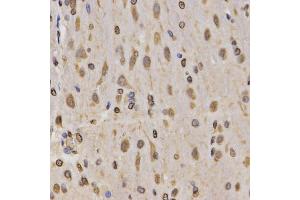 Immunohistochemistry of paraffin-embedded rat brain using MonoMethyl-Histone H3-K4 antibody (ABIN1872994) at dilution of 1:200 (40x lens). (Histone 3 antibody  (H3K4me))