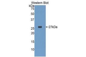 Western Blotting (WB) image for anti-Glutathione S-Transferase alpha 4 (GSTA4) (AA 3-222) antibody (ABIN1078079) (GSTA4 antibody  (AA 3-222))
