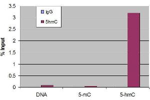 Chromatin Immunoprecipitation (ChIP) image for anti-5-Hydroxymethylcytosine (5-hmC) antibody (ABIN2668981) (5-Hydroxymethylcytosine antibody)