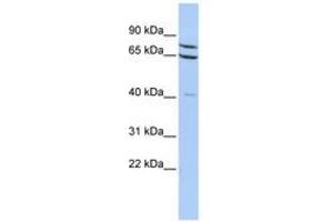 Image no. 1 for anti-Zinc Finger Protein 471 (ZNF471) (AA 144-193) antibody (ABIN6740453) (ZNF471 antibody  (AA 144-193))