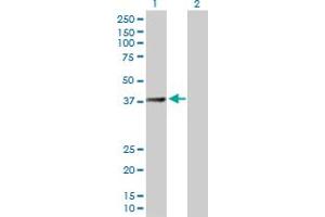 Western Blot analysis of SUCLG2 expression in transfected 293T cell line by SUCLG2 MaxPab polyclonal antibody. (SUCLG2 antibody  (AA 1-384))