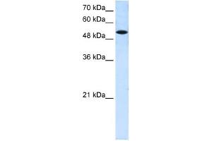 SLC25A25 antibody used at 0. (SLC25A25 antibody)