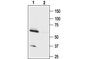 Western Blotting (WB) image for anti-Hypocretin (Orexin) Receptor 1 (HCRTR1) (AA 256-269) antibody (ABIN7043285)