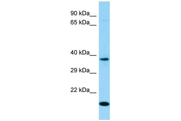 OR7D4 Antikörper  (C-Term)