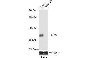 Western blot analysis of extracts from normal (control) and MPG knockout (KO) HeLa cells using MPG Polyclonal Antibody at dilution of 1:1000. (MPG antibody)